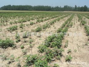 供應(yīng)適合浙江種植的無(wú)花果苗 品種、價(jià)格、廠商與種植指導(dǎo)盡在農(nóng)苗網(wǎng)