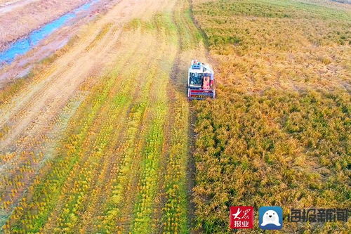 稻谷金黃顆粒歸倉(cāng)，濱州水稻喜開鐮——一幅秋日農(nóng)業(yè)豐收?qǐng)D