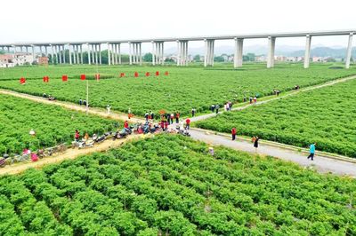 科技引領，智慧農業培育新篇章——△市農業農村局推進現代農業發展紀實