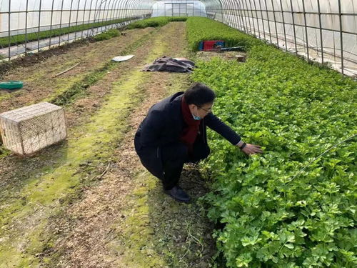 實地走訪察實情 保障供給穩民生——區農業農村委深入一線調研疫情期間蔬菜生產加工