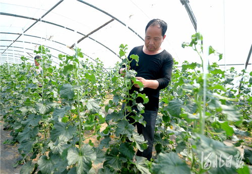 河北南和 特色種植鋪就致富路，精準培育賦能新農業