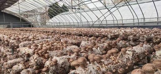 盧氏農產品企業文化調研 以“萬人助萬企”為抓手，助推農業品牌培育新篇章