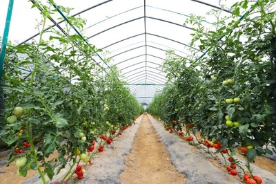 基地春耕忙，彩食鮮訂單農業迎蓬勃發展